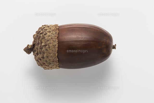 ミズナラのドングリ、殻斗付き白バック[32053006331]の写真・イラスト