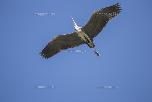 青空を飛翔するアオサギ 首を縮めて足を伸ばして飛ぶ[32053006913]の
