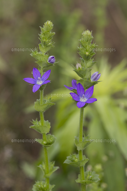 初夏の道端で開花したキキョウソウ 北アメリカ原産の帰化植物 の写真素材 イラスト素材 アマナイメージズ
