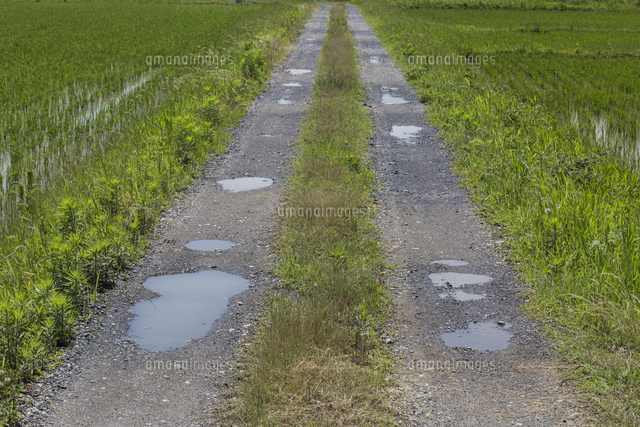 梅雨入り 雨上がりの野道 車の轍に水たまりができる[32053007711]の