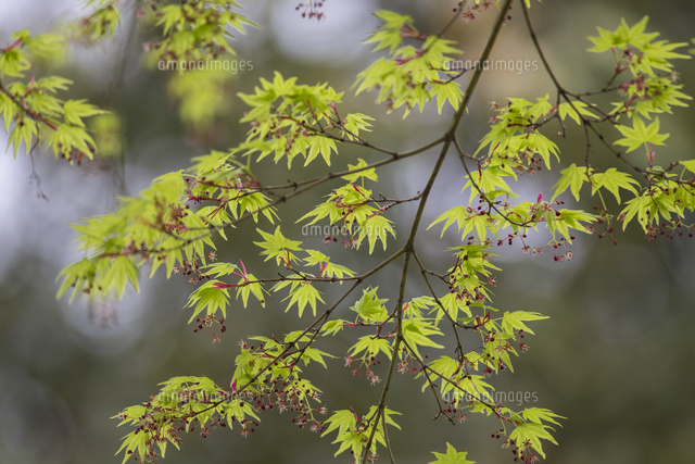 イロハモミジの芽吹き 新緑の葉と咲きはじめた花[32053007999]の写真