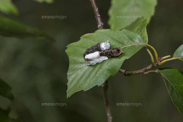 ガの幼虫 コナラの葉上で鳥の糞に擬態するスカシギバ の写真素材 イラスト素材 アマナイメージズ