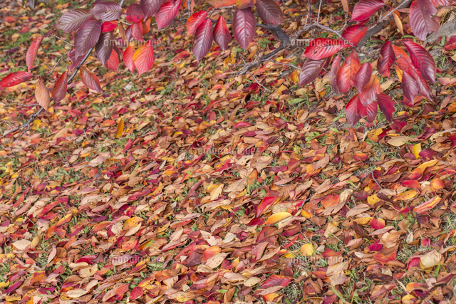 紅葉したサクラの木の下で ソメイヨシノの落ち葉 赤色 の写真素材 イラスト素材 アマナイメージズ