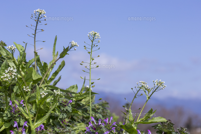 早春の野道で開花したナズナと青空 の写真素材 イラスト素材 アマナイメージズ