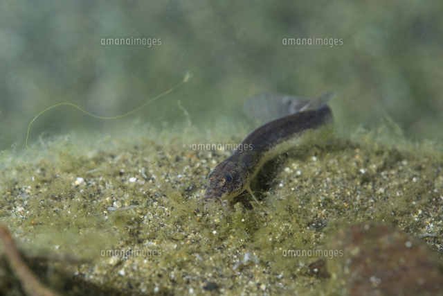 水底で付着藻類を食べるドジョウ の写真素材 イラスト素材 アマナイメージズ