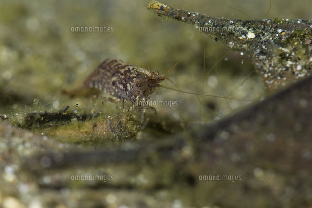 水底の落ち葉に付いた付着藻類を食べるミナミヌマエビ の写真素材 イラスト素材 アマナイメージズ