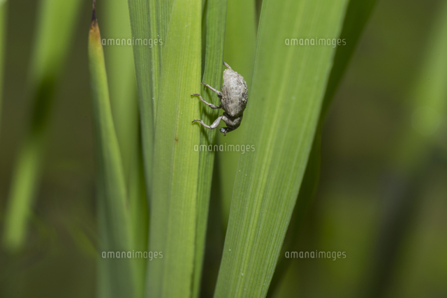 イネの葉を食べるイネミズゾウムシ 外来種 の写真素材 イラスト素材 アマナイメージズ イネの葉を食べるイネミズゾウムシ 外来種 の写真素材 イラスト素材 アマナイメージズ