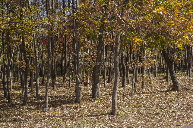 初冬のドングリ林 落ち葉が積もる の写真素材 イラスト素材 アマナイメージズ