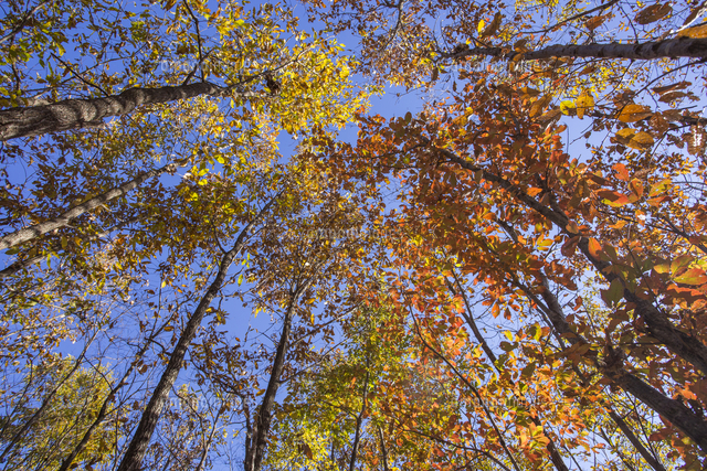 雑木林 初冬のドングリ林を見上げる の写真素材 イラスト素材 アマナイメージズ