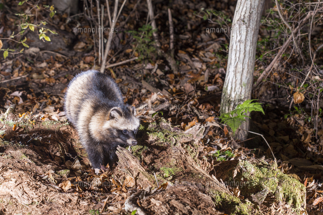 初冬の山里 夜の林を歩くホンドタヌキ の写真素材 イラスト素材 アマナイメージズ