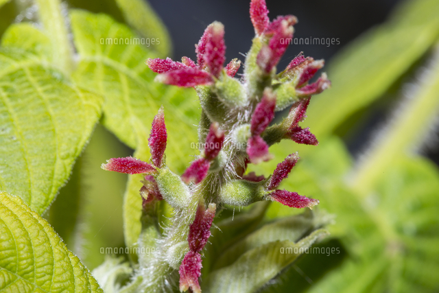 オニグルミ 雌花の開花 花のアップ の写真素材 イラスト素材 アマナイメージズ