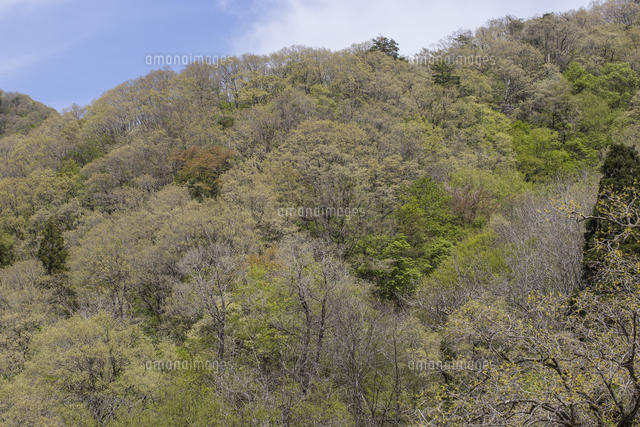 春 新緑の山 季語 山笑う の写真素材 イラスト素材 アマナイメージズ