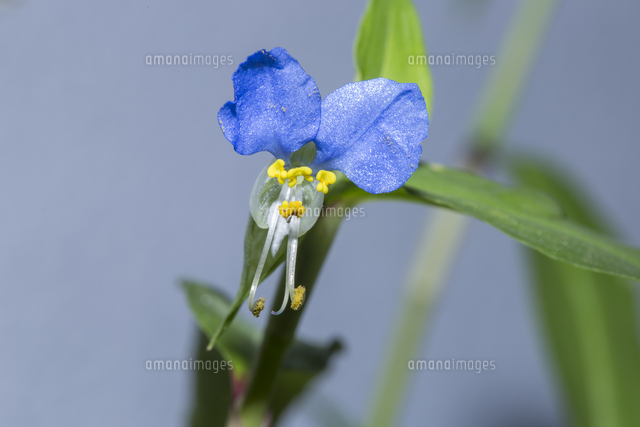 ツユクサ開花 花のアップ 花のつくり の写真素材 イラスト素材 アマナイメージズ
