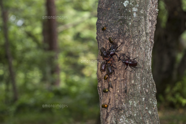 クヌギ 苗木カブトムシ の好きな樹液の出る木　約1メートルの健康な落葉樹 クヌギ 苗木カブトムシ の好きな樹液の出る木 約1メートルの健康