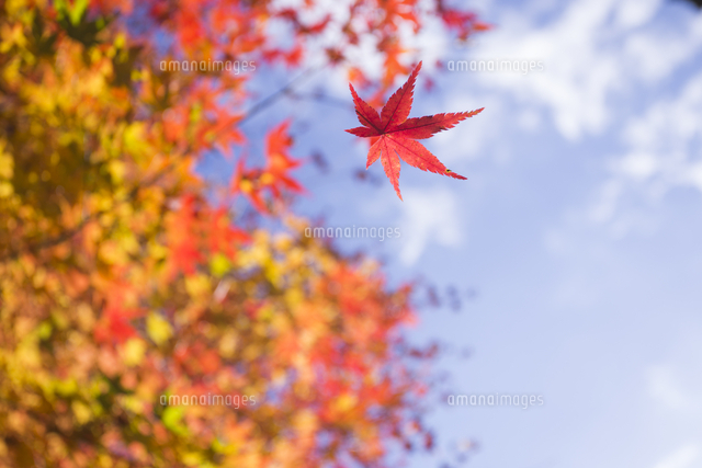 紅葉モミジ、カエデの葉が落ちる[32053014923]の写真・イラスト素材