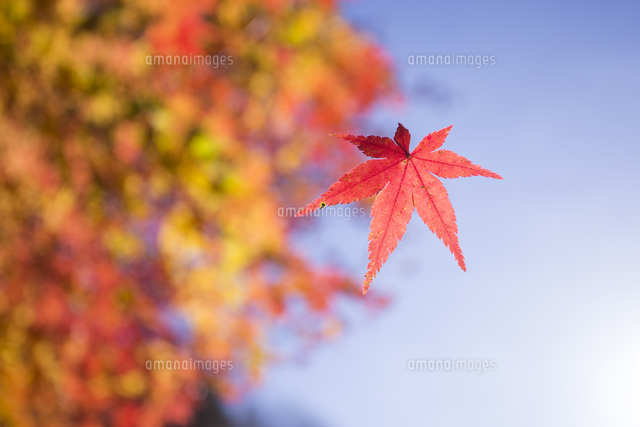 紅葉モミジ、カエデの葉が落ちる[32053014926]の写真・イラスト素材