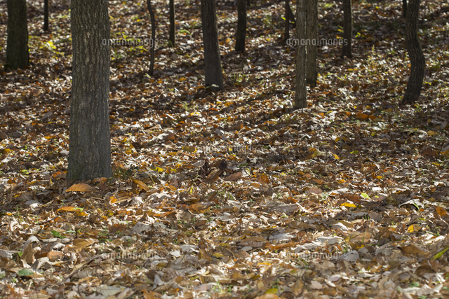 初冬ドングリ林 落ち葉の雑木林 の写真素材 イラスト素材 アマナイメージズ