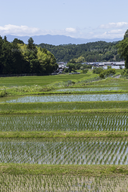 No. 1【初夏の紀の川里風景】 自然環境、初夏の里山、林に囲まれた水田風景[32053016414]の写真