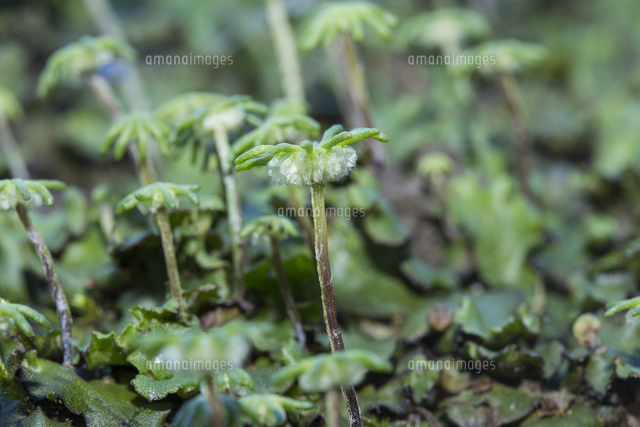 ゼニゴケ群生、雌株の胞子嚢[32053018040]の写真・イラスト素材