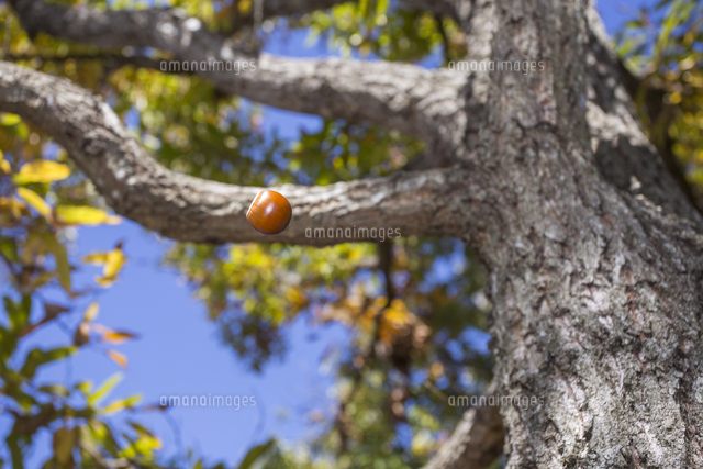 クヌギのドングリ、樹上から落ちる[32053021301]の写真・イラスト素材