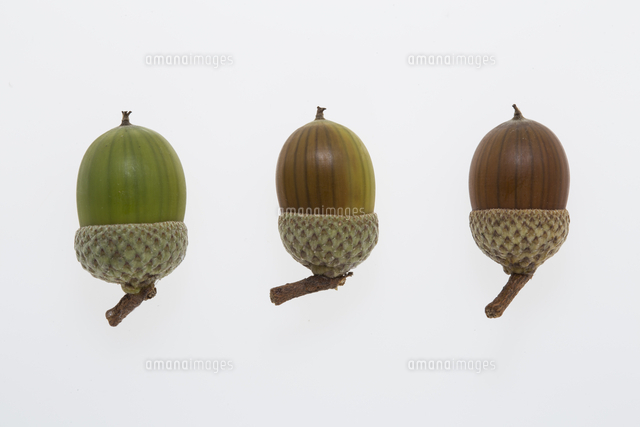 コナラのドングリ殻斗付き、色の変化[32053022172]の写真・イラスト