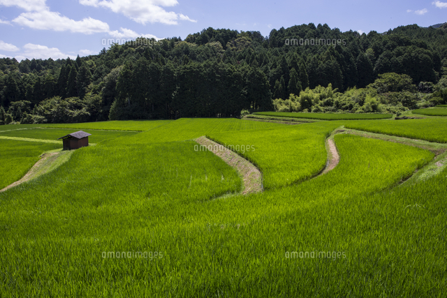 No.3【紀美野の水田里風景】 夏の里山、イネの苗が育つ水田風景[32053023233]の写真・イラスト素材