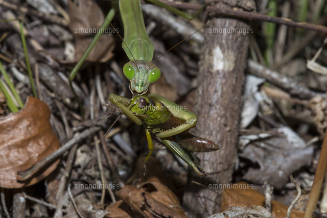 カマキリ図案珍しい柄共箱付き
