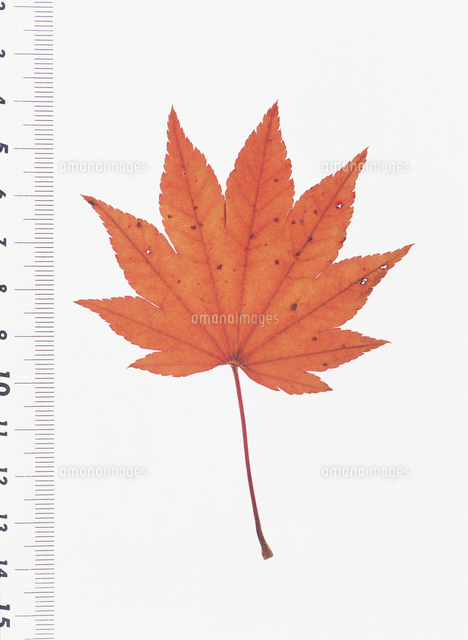 コハウチワカエデ（イタヤメイゲツ）の紅葉[32054000111]の写真