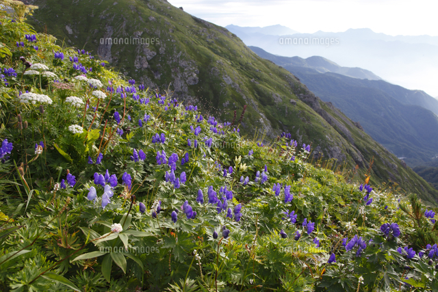 ミヤマトリカブトの群落 の写真素材 イラスト素材 アマナイメージズ