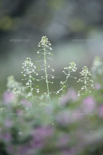 ナズナの花 春 の写真素材 イラスト素材 アマナイメージズ