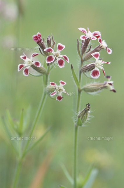 マンテマの花 春 の写真素材 イラスト素材 アマナイメージズ