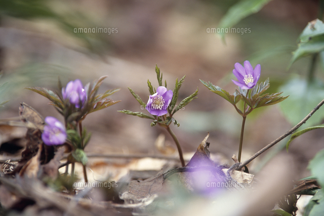 キクザキイチゲの花 春 の写真素材 イラスト素材 アマナイメージズ
