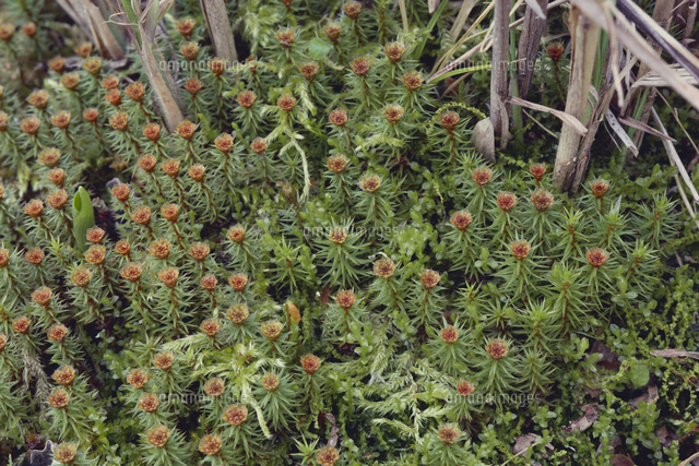 スギゴケの雄株 の写真素材 イラスト素材 アマナイメージズ