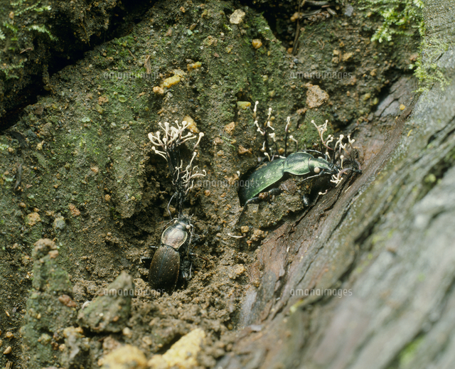 冬虫夏草 オサムシタケ[32056000398]の写真・イラスト素材｜アマナ