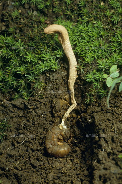 冬虫夏草 セミタケ セミの幼虫に寄生[32056000388]の写真