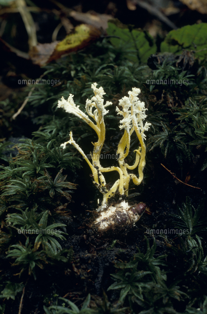 ケムンパス様専用 冬虫夏草 ハナサナギタ B,C,F 3点 ケムンパス】4