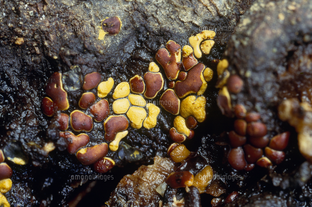 ヨリソイヒモホコリ の写真素材 イラスト素材 アマナイメージズ