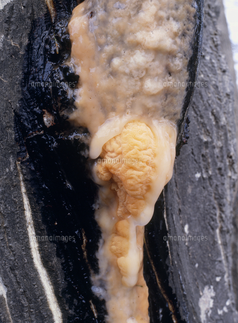 樹液酵母 の写真素材 イラスト素材 アマナイメージズ