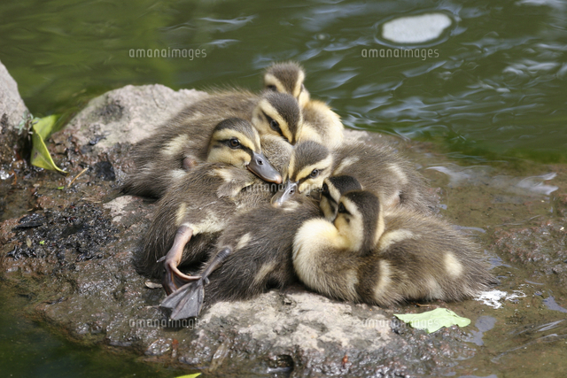 寄り添うカルガモの幼鳥 の写真素材 イラスト素材 アマナイメージズ