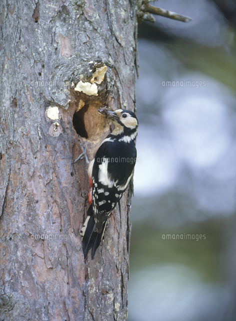 巣にエサ運ぶアカゲラのメス の写真素材 イラスト素材 アマナイメージズ 巣にエサ運ぶアカゲラのメス の写真素材 イラスト素材 アマナイメージズ