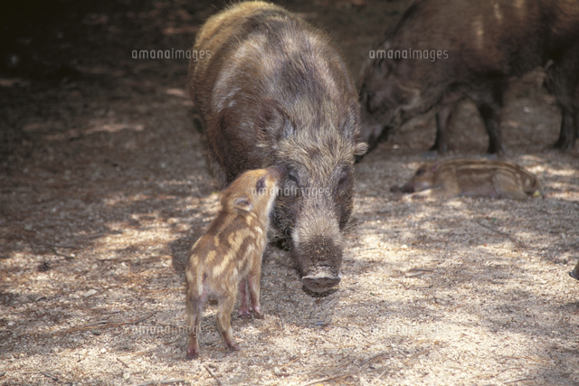 イノシシ親子　根付　天然素材 母親にじゃれつくニホンイノシシの子[32060000111]の写真