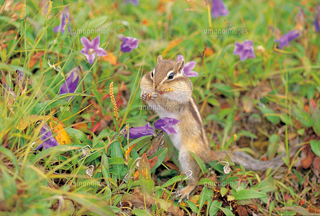 草の実を食べるエゾシマリスとチシマギキョウの花 の写真素材 イラスト素材 アマナイメージズ