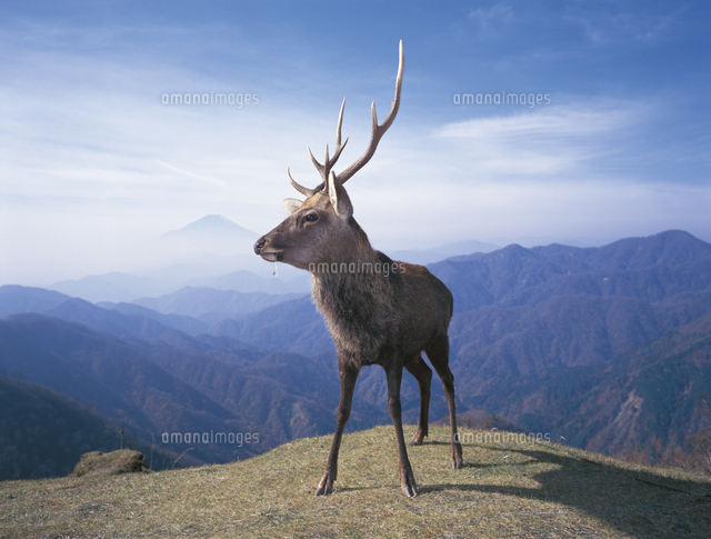 富士山とニホンジカ（ホンシュウジカ）[32060000221]の写真・イラスト