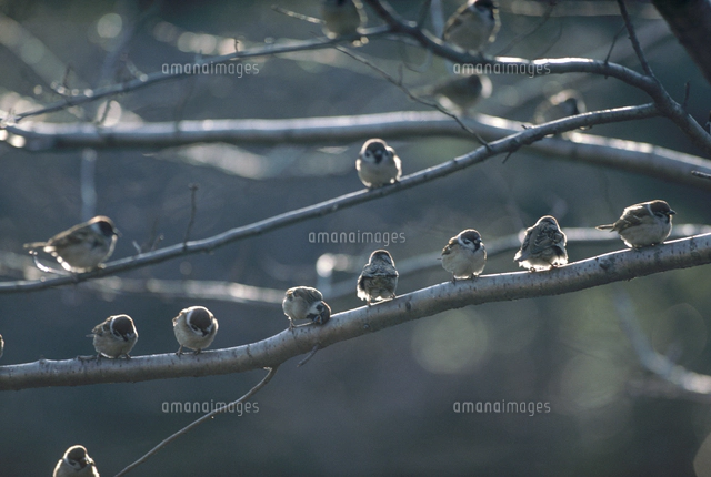 寝そべるホッキョクグマ の写真素材 イラスト素材 アマナイメージズ