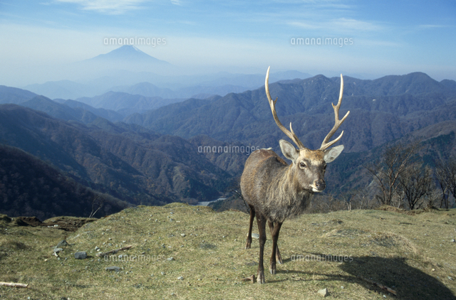 ニホンジカ（ホンシュウジカ）のオスと富士山[32060000435]の写真