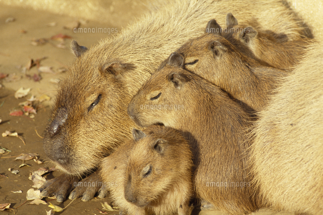 カピバラの家族 の写真素材 イラスト素材 アマナイメージズ
