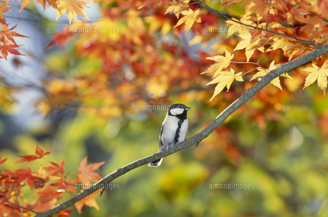 カエデにとまるシジュウカラのメス 秋 の写真素材 イラスト素材 アマナイメージズ