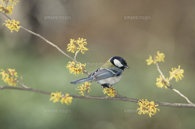 マンサクとシジュウカラ の写真素材 イラスト素材 アマナイメージズ