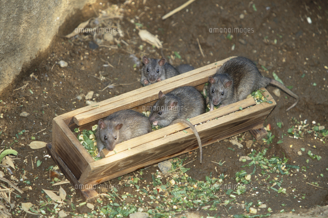 動物園のエサを横取りするクマネズミ の写真素材 イラスト素材 アマナイメージズ