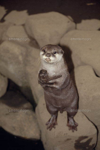 コツメカワウソ の写真素材 イラスト素材 アマナイメージズ コツメカワウソ の写真素材 イラスト素材 アマナイメージズ